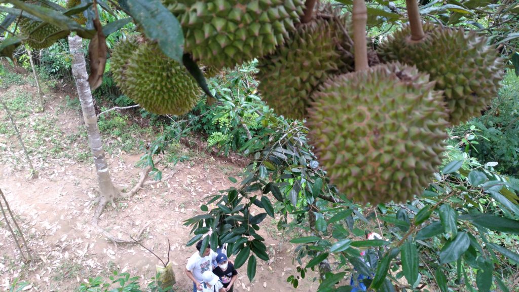 Asyiknya Bertani Hortikultura