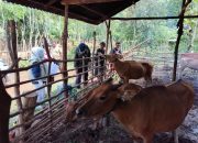 Pj Gubernur Cek Ketersediaan Stok Hewan Qurban Jelang Idul Adha 1445 H