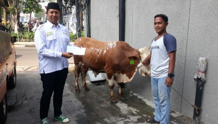 Semarak Idul Qurban, ICMI Lakukan Pemotongan 32 Sapi dan 32 Kambing