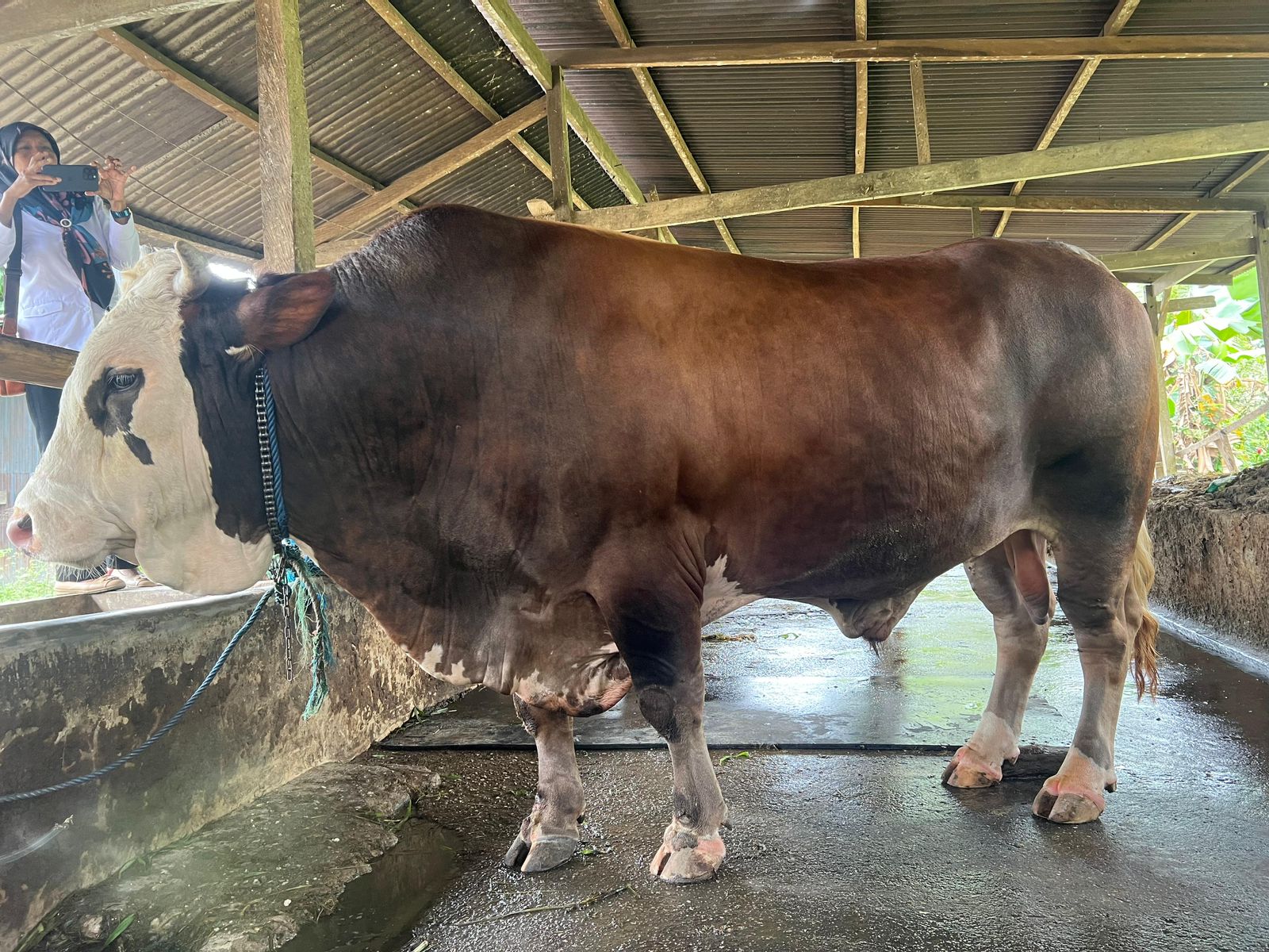 President Joko Widodo sacrifices a Simental cow in Southeast Sulawesi, weighing 1 ton