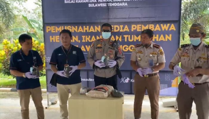 Balai Karantina Sultra Musnahkan Puluhan Kilogram Benih Padi dan Sawit Ilegal