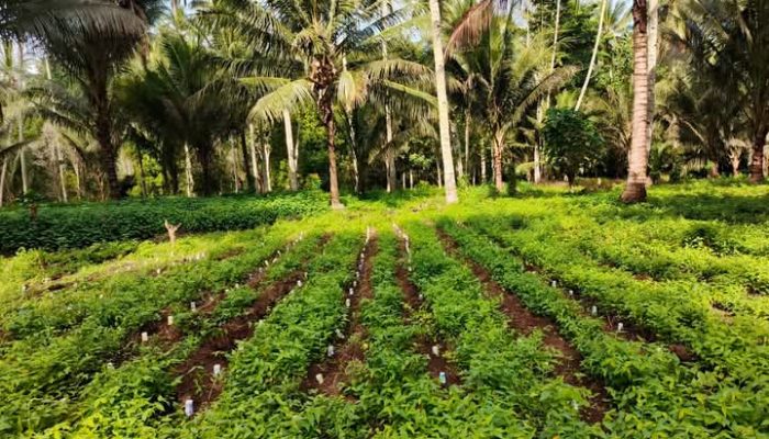 Harga Nilam Anjlok di Pasaran Petani Merana