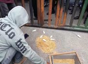 Tantang Jaksa Ungkap Korupsi Sektor Pertambangan, Mahasiswa Bawa Tikus di Kejati Sultra