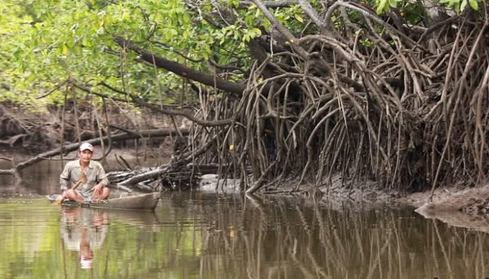 Menyelami Kehidupan Harmonis Nelayan Lanowulu dengan Hutan Mangrove Rawa Aopa