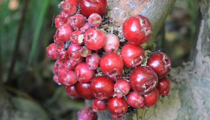 Menjelajahi Kelezatan Tersembunyi: Buah-Buah Lokal Kendari yang Mulai Dilupakan