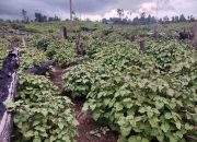 Ini Cara Menanam Nilam Agar Hasilnya Melimpah