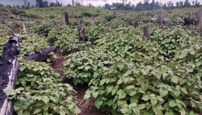 Ini Cara Menanam Nilam Agar Hasilnya Melimpah