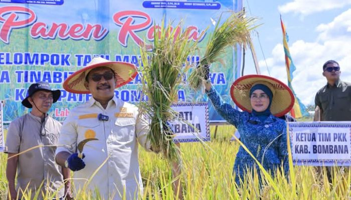 Bombana Gelar Panen Raya, Sinergi Pemerintah dan Petani Wujudkan Ketahanan Pangan