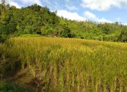 Panen Raya di Desa Alakaya, Sinergi Bupati dan Petani Milenial Wujudkan Swasembada Pangan Konawe Selatan