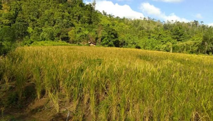 Panen Raya di Desa Alakaya, Sinergi Bupati dan Petani Milenial Wujudkan Swasembada Pangan Konawe Selatan