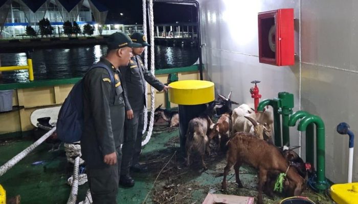 Cegah Penyebaran PMK, Karantina Sultra Tolak Kambing Tanpa Dokumen Karantina