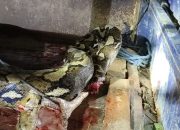 Geger !! Ular Piton Telan Anak Sapi di Kandang