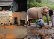 Kisah Pilu di Rimba Beton: Ratapan Sang Induk Gajah untuk Anaknya yang Terenggut Truk