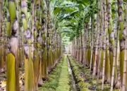 Dari Limbah Jadi Berkah: Menguak Potensi Ekonomi Batang Pisang yang Terabaikan