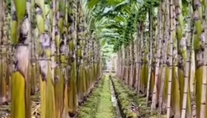 Dari Limbah Jadi Berkah: Menguak Potensi Ekonomi Batang Pisang yang Terabaikan