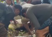 Respons Cepat BKSDA Sultra Usai Penemuan Penyu Terikat di Wakatobi