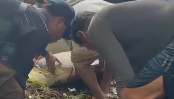 Respons Cepat BKSDA Sultra Usai Penemuan Penyu Terikat di Wakatobi