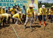 Muna Barat Gebrak Pertanian dengan Program “Petani Keren” dan Tanam Jagung Serentak di Lahan Raksasa!