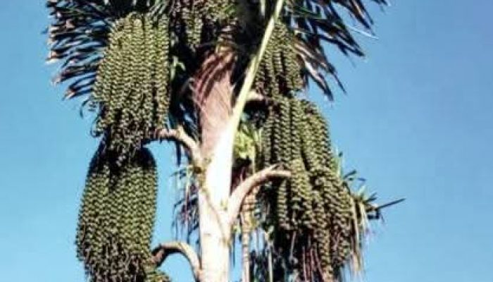 Pohon Aren: Harta Karun Tersembunyi untuk Ketahanan Energi Indonesia