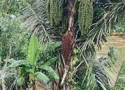 Potensi Ekonomi Pohon Aren Ungguli Kelapa Sawit