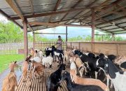 Hewan Qurban dalam Perayaan Hari Raya Idul Adha: Makna, Jenis, dan Tata Cara