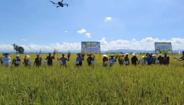 Senyum Sumringah di Panen Raya Konawe: Ketika Petani “Naik Kelas” di Mata Gubernur Andi Sumangerukka