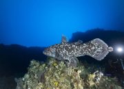 Membuka Jendela ke Masa Lalu: Penemuan Ikan Purba Coelacanth di Perairan Maluku Utara