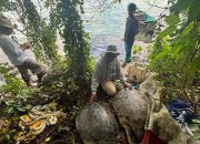 Penemuan Penyu Terikat di Wakatobi, Sorotan terhadap Konservasi Laut