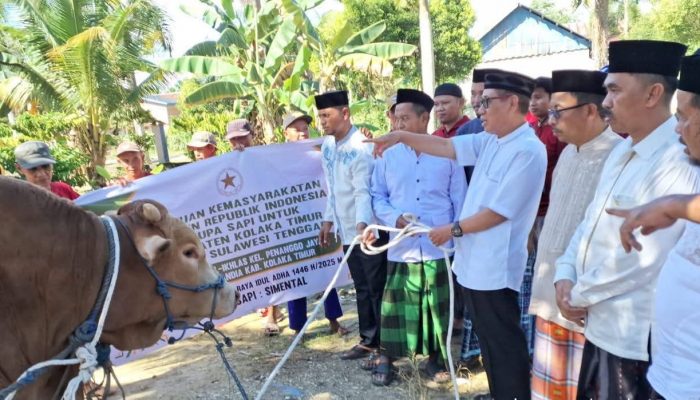 Sapi 925 Kg Bantuan Presiden Diserahkan Wakil Bupati Koltim ke Warga Penanggo Jaya