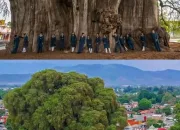 Raksasa yang Dilupakan Waktu — El Árbol del Tule