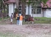 Semangat Berbagi di Idul Adha 1446 H: Jamaah Masjid Sabili Muttaqin Kurban 10 Sapi dan 1 Kambing