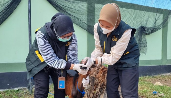 Barantin Turut Pastikan Hewan Kurban ASUH di Sultra