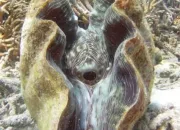 Keunikan Kima Raksasa Endemik: Tridacna kimaboe dan Tridacna Tevoroa