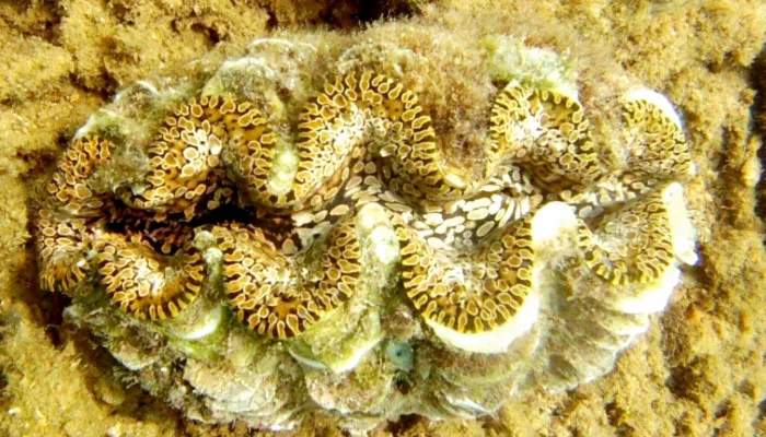 Menguak Keberadaan Kima Nuh (Tridacna~noae): Pahlawan Laut Dangkal yang Terabaikan di Indonesia