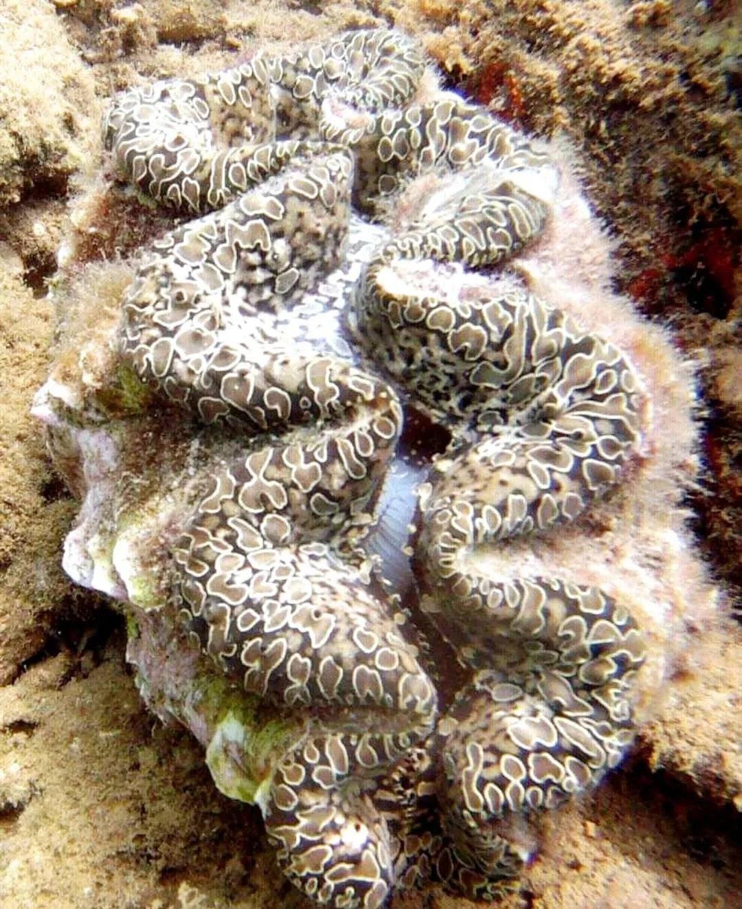 Menguak Keberadaan Kima Nuh (Tridacna~noae): Pahlawan Laut Dangkal yang Terabaikan di Indonesia 3 FB IMG 1752638088687