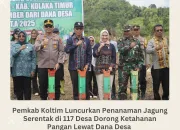 Pemkab Koltim Luncurkan Penanaman Jagung Serentak di 117 Desa Dorong Ketahanan Pangan Lewat Dana Desa TA 2025