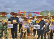Komitmen Dukung Ketahanan Pangan, Kapolda Sultra dan Forkopimda Panen Raya Jagung Serentak di Kolaka Timur