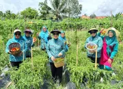 Panen Cabe di Desa Tumbudadio, Ketua TP-PKK Koltim Apresiasi Upaya Petani
