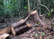 Kawasan Konservasi Hutan Lambusango Buton Terancam Aktivitas Ilegal Logging