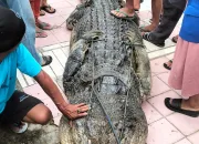 Warga Desa Awunio Kolono Konsel Tangkap Buaya 4,6 Meter di Sungai