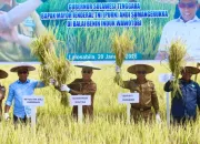 Gubernur Sultra Hadiri Panen Perdana Benih Padi di BBI Wawotobi, Janjikan Umrah Gratis
