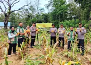 Polsek Kendari Gelar Panen Jagung Program Ketahanan Pangan, Hasilkan 150 Kg