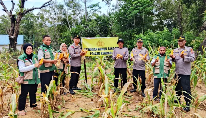 Polsek Kendari Gelar Panen Jagung Program Ketahanan Pangan, Hasilkan 150 Kg