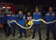 Ular Masuk Permukiman Warga Di Lepo-lepo Kendari, Tim Poskotis Boulevard Lakukan Evakuasi