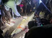 Warga Desa Roraya Tewas Diterkam Buaya di Tambak, Polisi Imbau Warga Tingkatkan Kewaspadaan