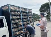 Karantina Sultra Periksa 1.500 Ayam Masuk di Pelabuhan Kolaka