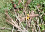 Solusi Pangan Mandiri: Langkah Cerdas Memulai Kebun Sayur di Lahan Sempit