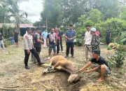 Satuan Brimob Polda Sultra Siapkan 149 Ekor Sapi Kurban untuk Idul Adha 1447 H 14 IMG 20260527 WA0021