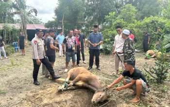 Satuan Brimob Polda Sultra Siapkan 149 Ekor Sapi Kurban untuk Idul Adha 1447 H 8 IMG 20260527 WA0021