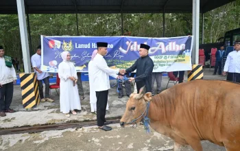 Lanud Haluoleo Serahkan 10 Sapi dan 1 Kambing Kurban pada Idul Adha 1447 H 4 IMG 20260528 WA0000